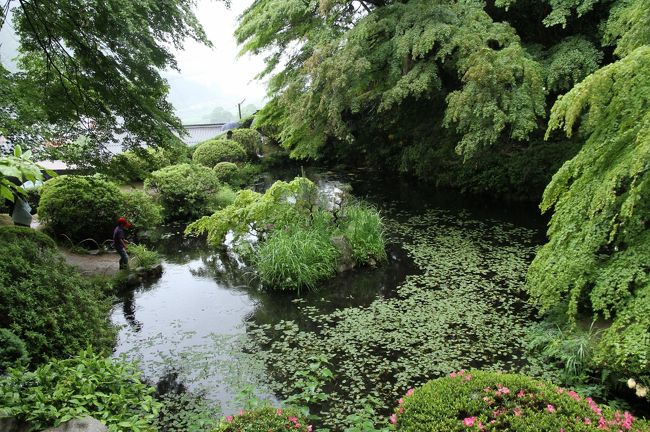 ▼吉水園　HPより<br /><br />　吉水園の作庭は、池ヶ迫と呼ばれた一帯の山と池をそのままとり込み、池(玉壷池)の構えを大きくするため堤を築き、南に面して亭を置くという、その基本の配置趣向のなかに非凡なものがみてとれます。<br /><br />