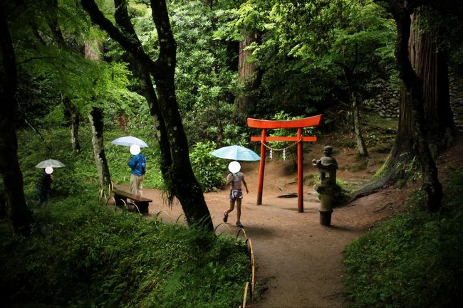 ▼吉水園のモリアオガエル <br /><br />　ここ吉水園では5月上旬から6月下旬にかけてが産卵期で、主に深夜池の上に張り出した木の枝に体の大きな一匹の雌を数匹の雄が抱きかかえて、共同で直径10〜15cmの真白い泡状の塊をつくり、その中に約300個の卵を産みつけます。