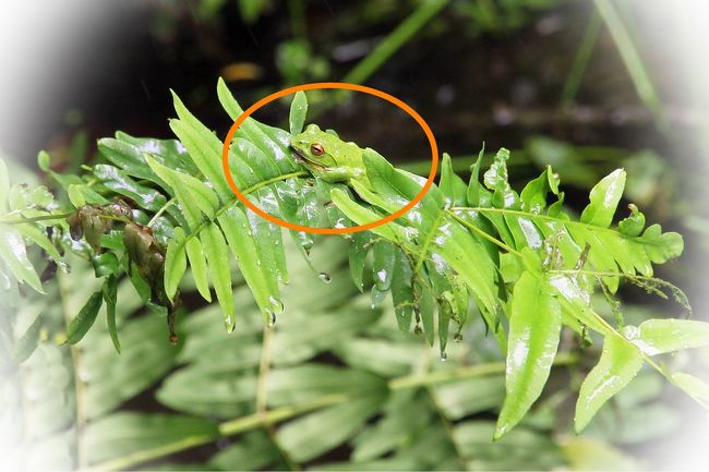 ●モリアオガエルの生態　いました<br /><br />　モリアオガエルの生活史の特性は、特に産卵生態によって特徴付けられる。カエルは水中に産卵するものがほとんどだが、モリアオガエルは水面上にせり出した木の枝などに粘液を泡立てて作る泡で包まれた卵塊を産みつける。<br />　