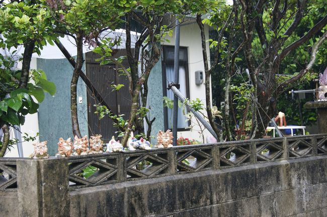 フクギ並木は、防風林であり垣根としても役割を果たしています。<br /><br />数千本に及ぶとみられる備瀬のフクギのなかで、もっとも古いものは推定樹齢300年といわれています。