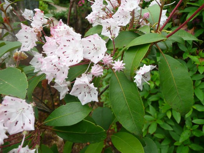 霊山寺<br /><br />カルミア