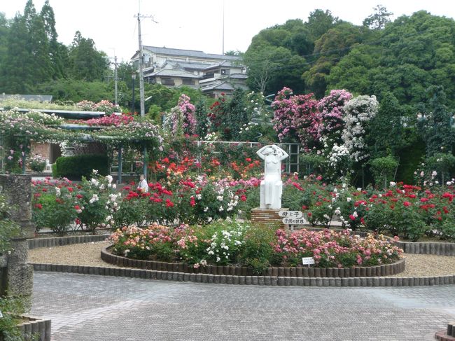 お寺になぜ薔薇庭園？<br />第二次世界大戦で、シベリアに抑留された当時の住職が、帰国後一番に願ったことは世界平和でした。お寺を訪れる人が花を見て、心の安らぎを感じ、平和の大切さをしってほしいと考えました。<br />   庭園は本堂の鬼門（北東）にあり、鬼門にはトゲのある木を植える習わしに倣って薔薇を植えました。