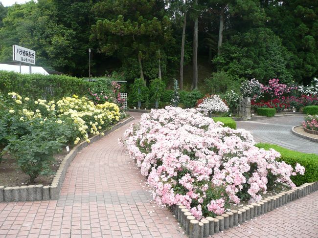 薔薇庭園<br /><br />右側のバラには、すごい数のミツバチ！<br /><br />開山大師堂ちかくの木で、出入りするハチがいましたので、そこのハチさんかも？