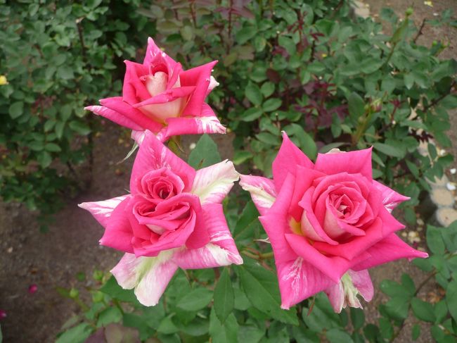 薔薇庭園<br /><br />この時期の入山拝観料は６００円です。