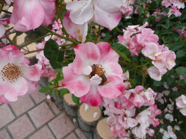 薔薇庭園<br /><br />ハチが一輪に２匹で競い合っています。