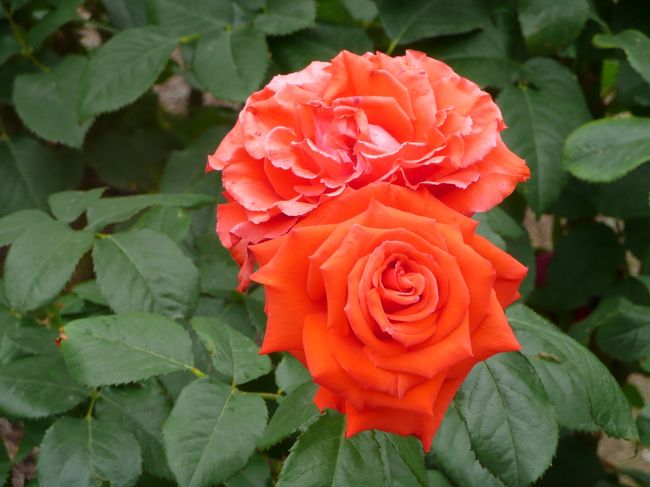 薔薇庭園<br /><br />トロピカル