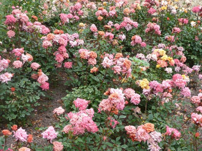 薔薇庭園<br /><br />テディ・ベア