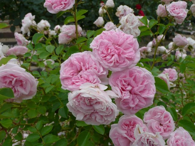 薔薇庭園<br /><br />グラニー<br />