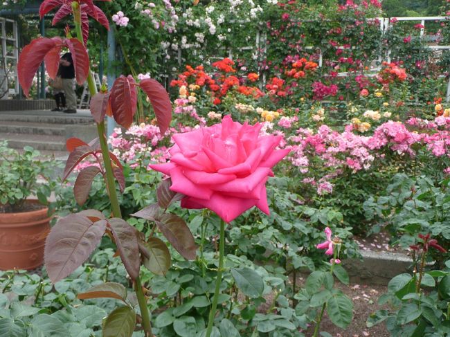 薔薇庭園<br /><br />マリア・カラス