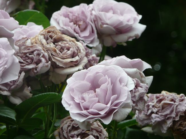 薔薇庭園<br /><br />ブルーバリュー