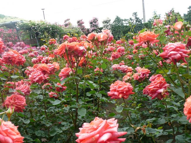 薔薇庭園<br /><br />ローラ