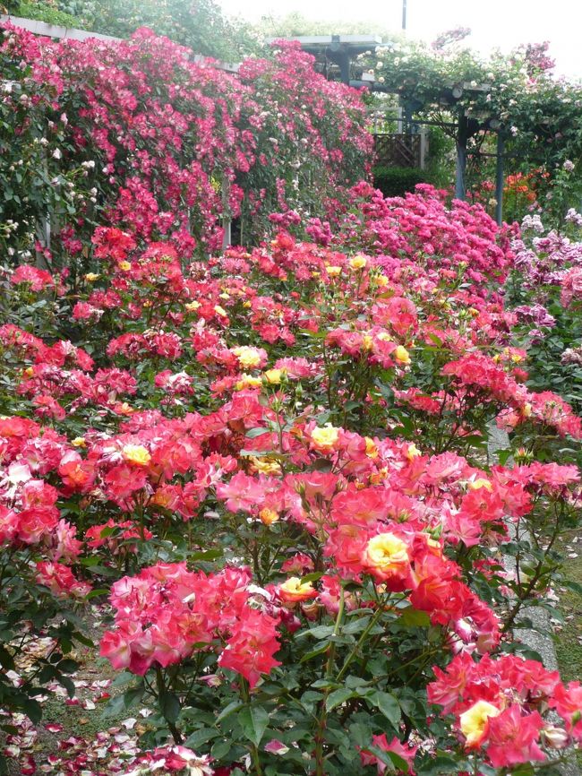 薔薇庭園