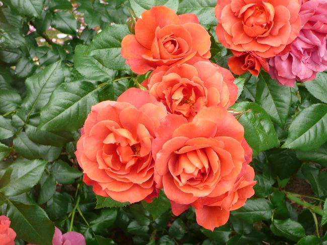 薔薇庭園<br /><br />ホットココア