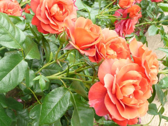 薔薇庭園<br /><br />ホットココア<br />