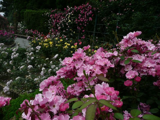 薔薇庭園