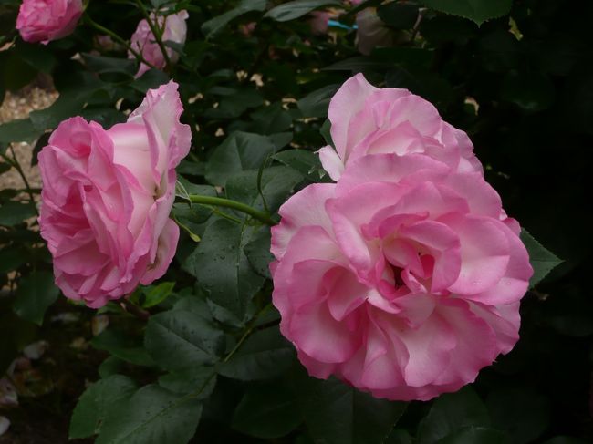 薔薇庭園<br /><br />ストロベリーアイス