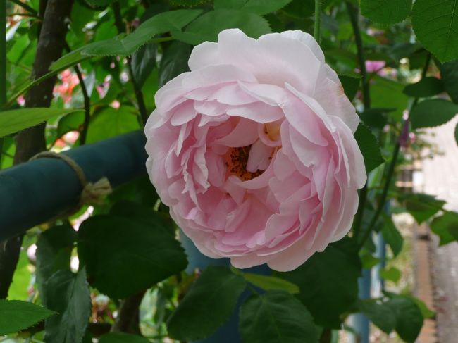 薔薇庭園<br /><br />レオナルドダヴィンチ