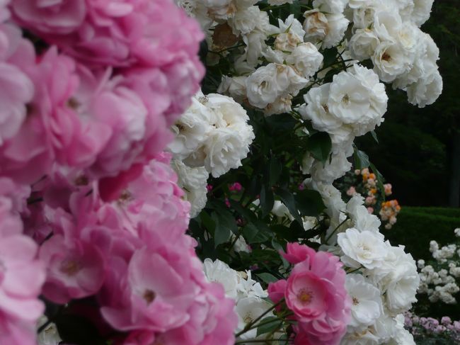 薔薇庭園