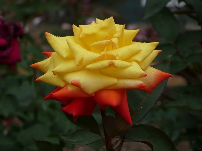 薔薇庭園<br /><br />高雄