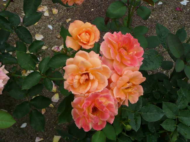 薔薇庭園<br /><br />アンネの想い出