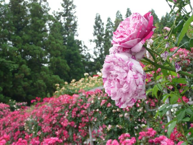 薔薇庭園