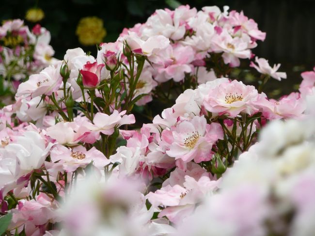 薔薇庭園