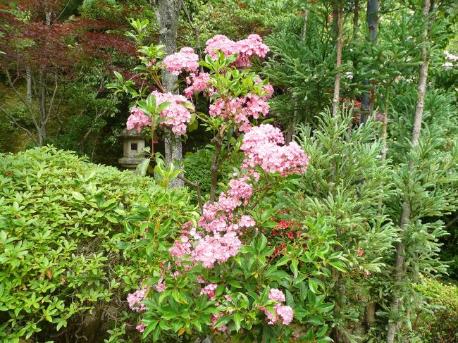 霊山寺<br /><br />カルミア