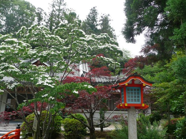 霊山寺<br /><br />ヤマボウシ