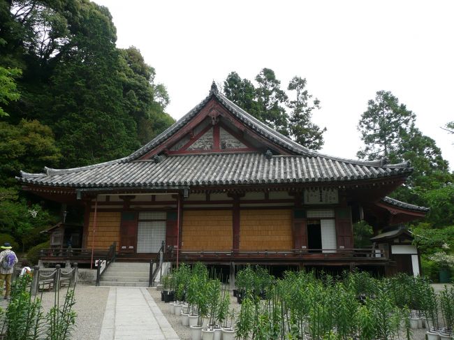 松尾寺<br /><br />本堂（重文）<br /><br />中世の真言宗本堂の典型的なもので、入母屋造り本瓦葺。<br /><br />カサブランカを中心に出番を待っています。バラの次が、サツキで、その後が、ゆりだそうです。