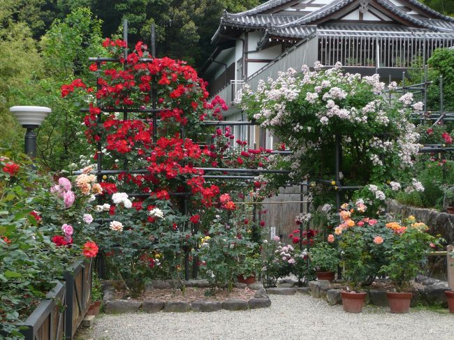 松尾寺<br /><br />お花畑（バラ）<br /><br />昭和27年、本堂の昭和大修理を記念し、昔のお花畑の復活として境内にバラを植えたのが始まりです。世界各国を原産地とする、大中小の色とりどりのバラを栽培しています。