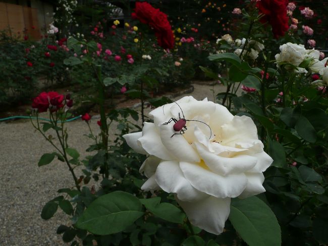 松尾寺<br /><br />ベニカミキリでしょうか？