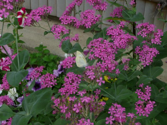 松尾寺<br /><br />モンシロチョウ