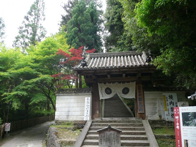 松尾寺<br /><br />松尾寺は、養老２年（718）、天武天皇の皇子舎人親王が、勅命による日本書紀編纂の折、42歳の厄年であったため、日本書紀の無事完成と厄除けの願をかけて建立された日本最古の厄除霊場です。<br /><br />一間の薬医門で、108段の石段を登れば本堂です。Ｈ.Ｐより
