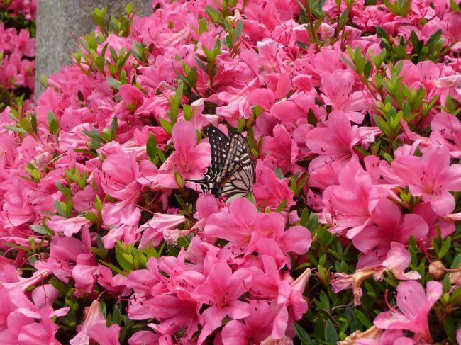 霊山寺<br /><br />アゲハチョウ！<br /><br />薬師湯（入湯料６００円）といった温泉施設があったり、ゴルフ練習場があったり、少々面食らうところもありましたが、楽しめました。<br /><br />11時頃には、１２０台入る駐車場は満車でした。<br /><br />この後、すぐ近くの「無鉄砲　つけ麺　無心」で食べました。ぎりぎり、待ち時間なしで入店できました。<br /><br />食事後、松尾寺に向かいます。