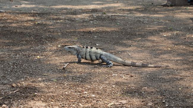 イグアナがいっぱいいました。