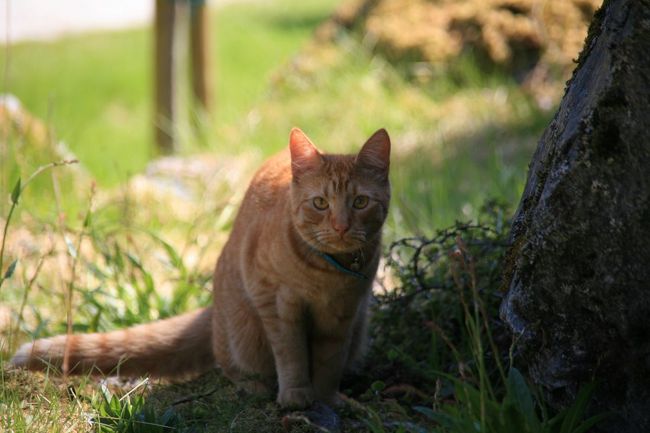 途中猫ちゃんに遭遇<br /><br />まったく私を怖がらない<br /><br />それよりも「おまえは誰だ」というように、こっちをじっと見ています