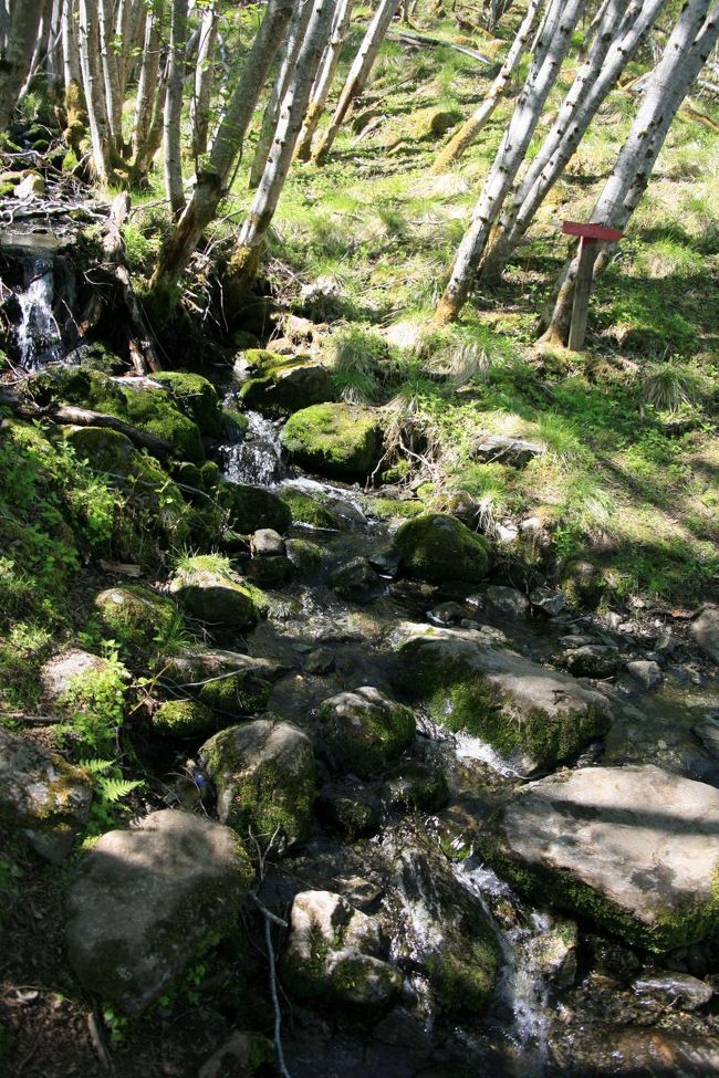 だんだん道が細く急になってきました<br /><br />小川のようなところも越え登ります