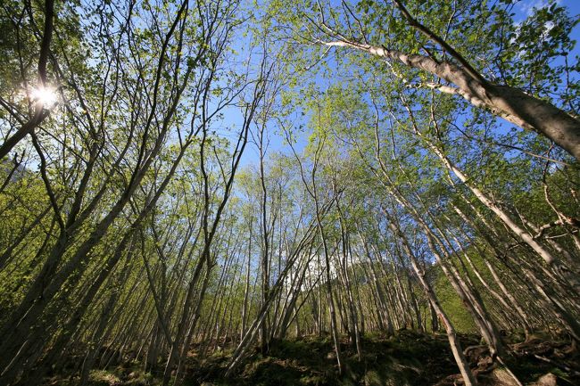 登ってくるときは「あまりにも必死」で気が付かなかったけど<br /><br />周りの木々も包み込むように話しかけてくれている<br /><br />「またおいで」って