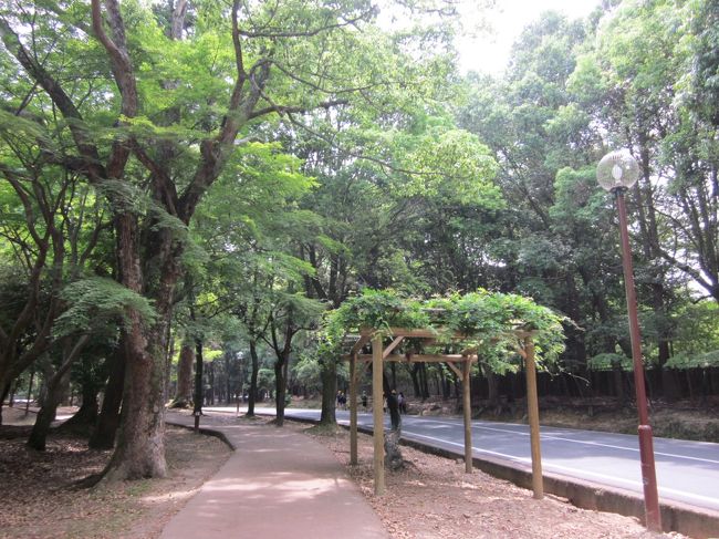 とにかく奈良駅前から続く大通りをまっすぐ進みます。<br />春日大社参道の横を通って奈良新公会堂の横もすり抜けひたすらまっすぐ歩きます。<br /><br />途中から一般車は入れなくなるので木漏れ日の中ゆっくりと歩くことができますが若草山に向うので緩やかな上り坂です。<br />本日か風が爽やかでしたがすでに汗びっしょりです。<br />夏場やお年寄り、お子様連れならバスに乗るかタクシーでしょう。