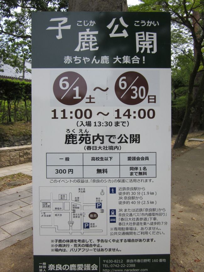 来た道を戻ると鹿えん（ろくえん）この期間だけ小鹿を見られるようです。