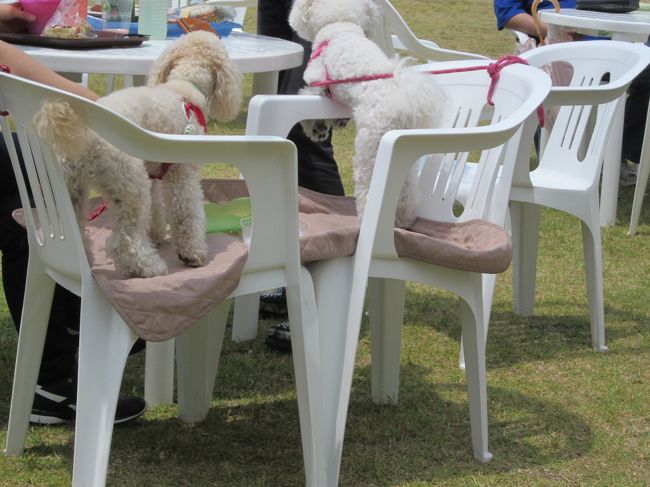 日差しは強いのですがパラソルの下にテーブルとイスが用意されてて平日なら座れます。<br /><br />こんなお客様も…<br />