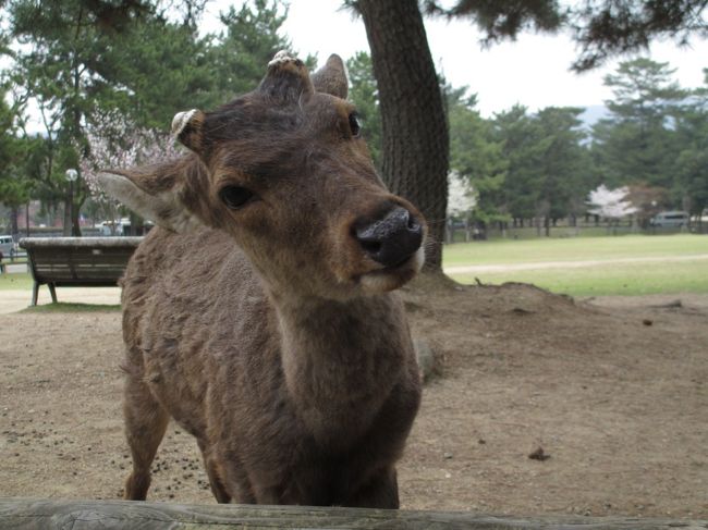 鹿せんべいを購入したした。<br />せいべいを鹿に見せた瞬間 襲ってきます。