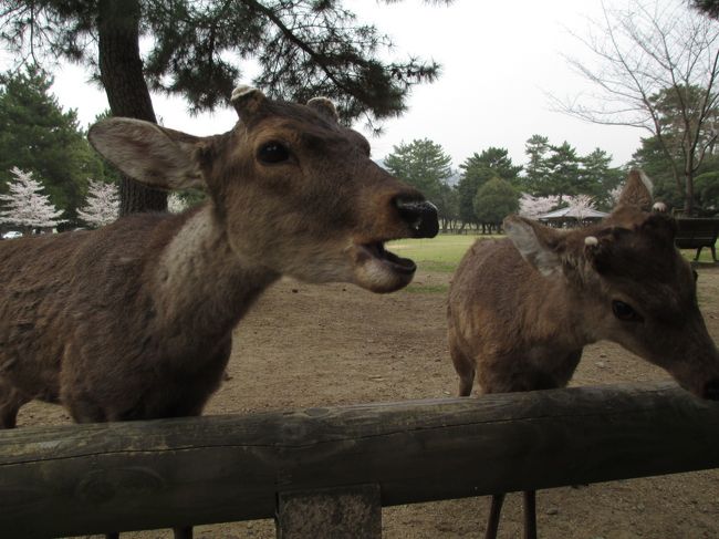 鹿せんべいはあっという間に無くなってしまいました