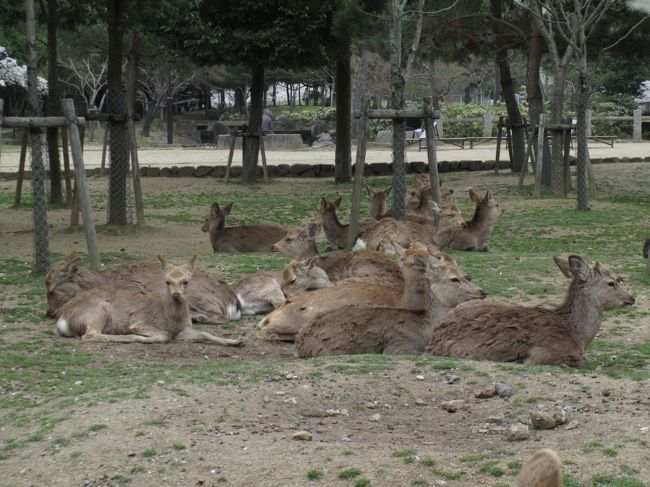 東大寺にも鹿がいますが、先ほどとは数が多いです。