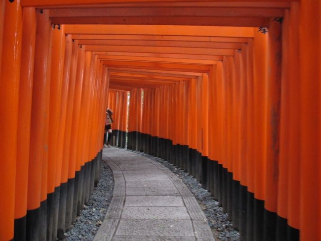 どこまで行っても鳥居が続いています