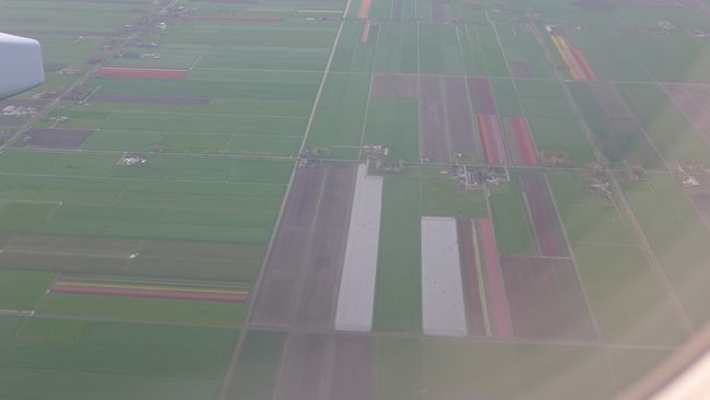 ズームで撮るとこんな感じ。あちこちにチューリップのカラフルな絨毯がひかれているのだ。