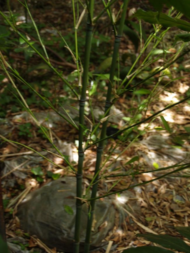 小振りではあるが根元の節に特徴がある丸竹。