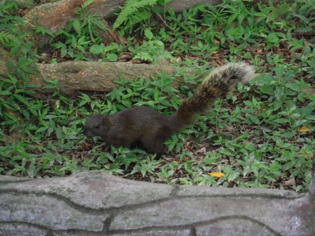 そんな嫁をリスが横目で見てる・・・。