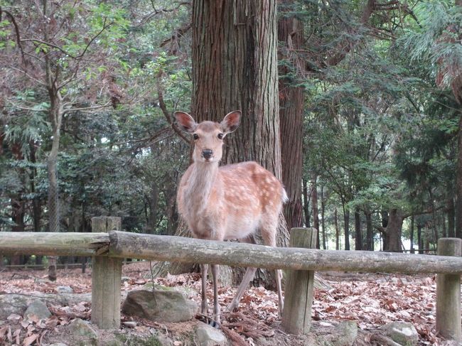 鹿の赤ちゃん大集合!<鹿苑>』奈良市(奈良県)の旅行記・ブログ 鹿の赤ちゃん大集合!<鹿苑>』奈良市(奈良県)の旅行記・ブログ