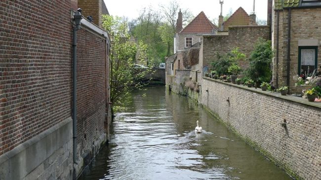 白鳥がゆっくり、ゆっくりと流れに身を任せるかのように、単身で運河をめぐっていた。気持ちよさそう。と朝のブルージュの景色を楽しみながら無事にホテルに戻ってきた。